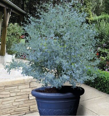 How To Grow Eucalyptus In A Pot ? (+ How To Care For It Easily)