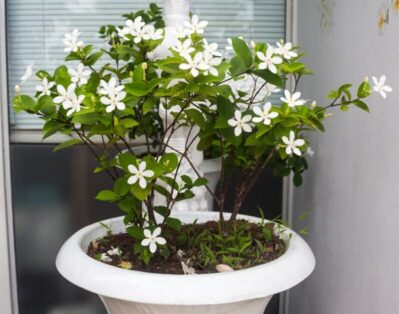 Details about   Fragrant Jasmine Plant in Container 