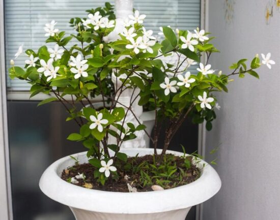 Can I Grow Jasmine In A Pot And How To Care For It