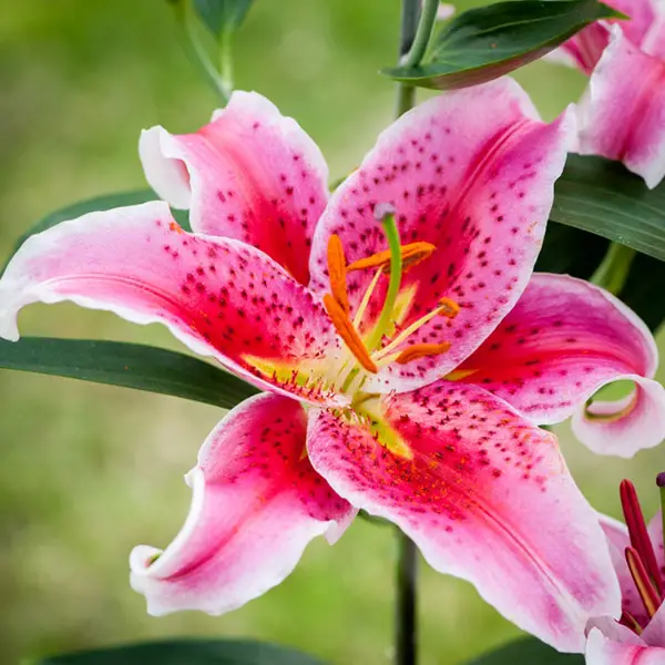 Here's What You Should Do When Lilies Have Finished Flowering (Quick Read)