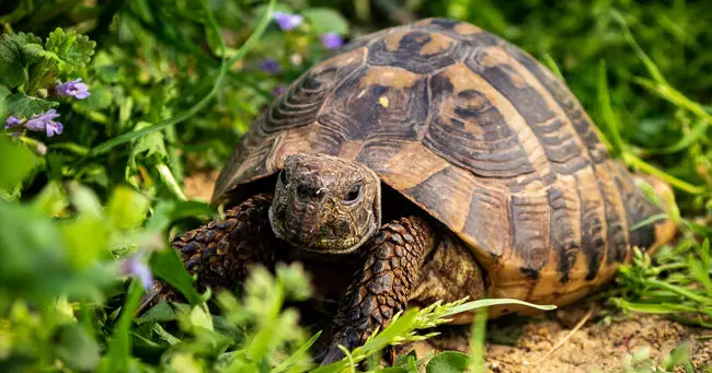 tortoise plant e1609098520987