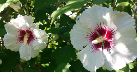 Planting A Hibiscus In The Ground (Complete Plant Guide)