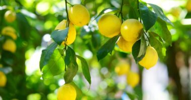 lemon plant from seed e1611306627205