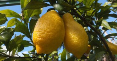 meyer lemon tree e1611827607109
