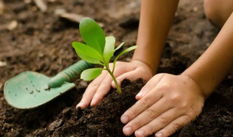 planting trees e1611573406254