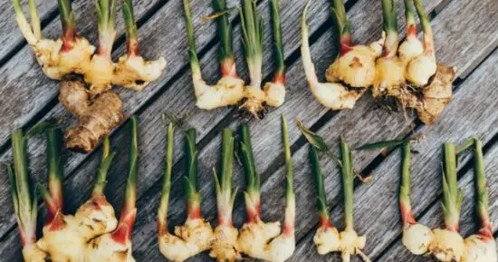 How To Propagate Ginger Plant Complete Step By Step Guide