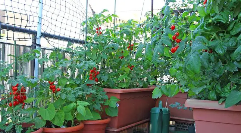 tomato planter box e1611052751970