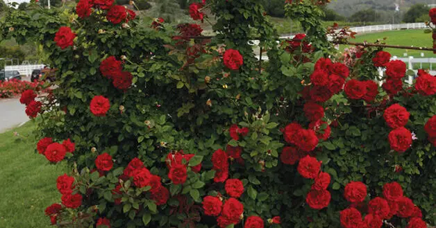 How To Plant ‘Crimson King’ Shrub Rose (Detailed Guide)