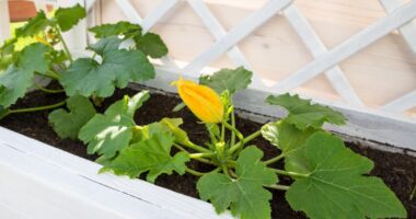 courgettes raised bed e1612949452615