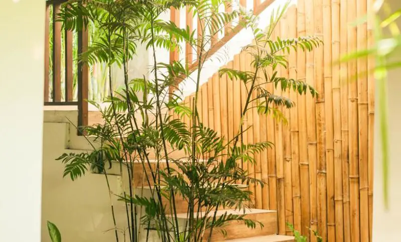indoor bamboo e1612603637159