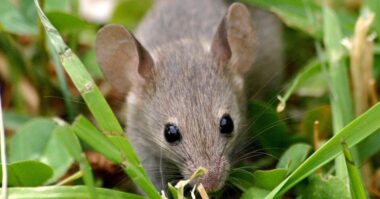 mice eat plants e1614543163991
