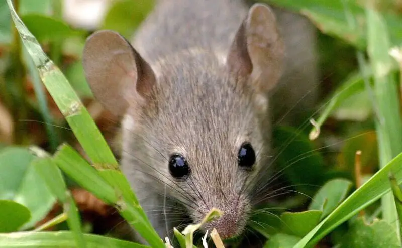 mice eat plants e1614543163991