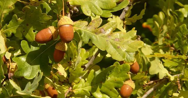 plant oak from acorn e1613383572333