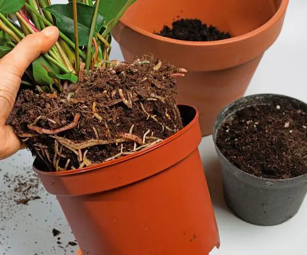 plant outgrow pot