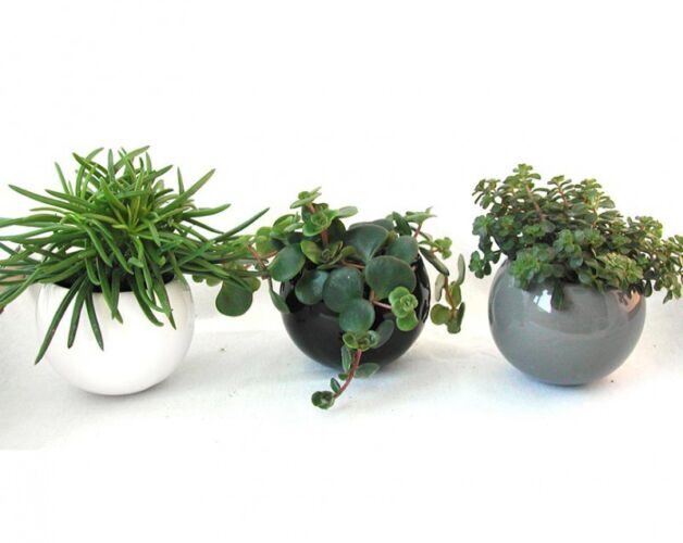 plants for ceramic pots