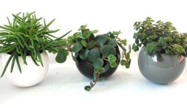 plants for ceramic pots e1614160038474