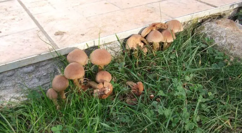 small mushrooms garden e1612693247276