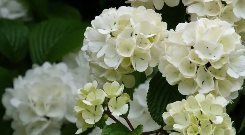 white flower ball plant e1614543647450