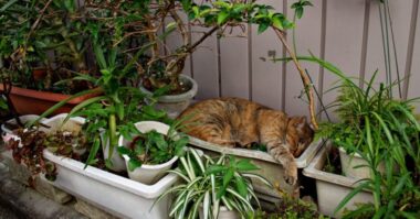 cat pee on plants e1615672144977
