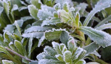 does frost kill plants e1615718927826