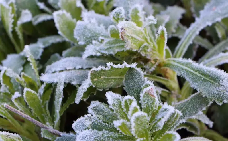 does frost kill plants e1615718927826