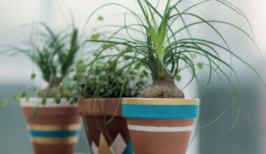 plants for clay pots e1614769412838