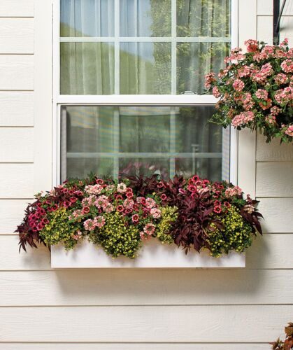 11 plant windows boxes