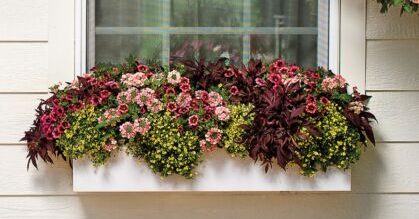 11 Low Maintenance Winter Window Box Plants Quick Read
