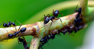 do ants eat plant root e1619773832908