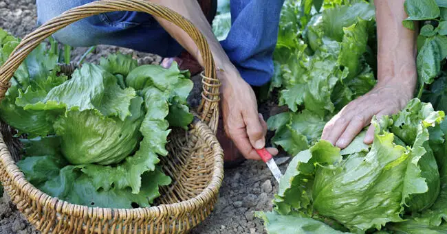 harvest romaine lettuce e1618568043959