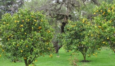 lemon tree outdoors carez e1619610328925