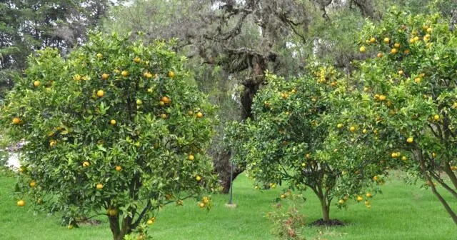 lemon tree outdoors carez e1619610328925