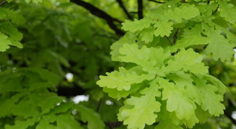oak leaves edible e1617795266391