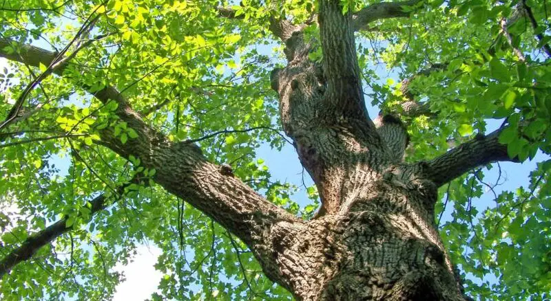 oak trees e1617618615556