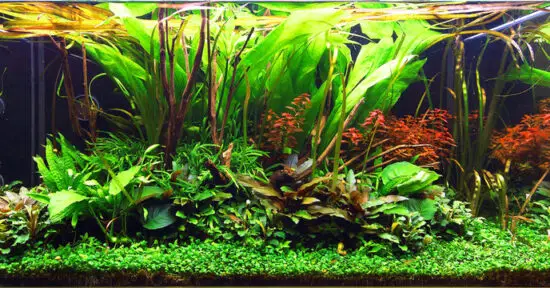 16-plants-that-grow-under-water-detailed-list