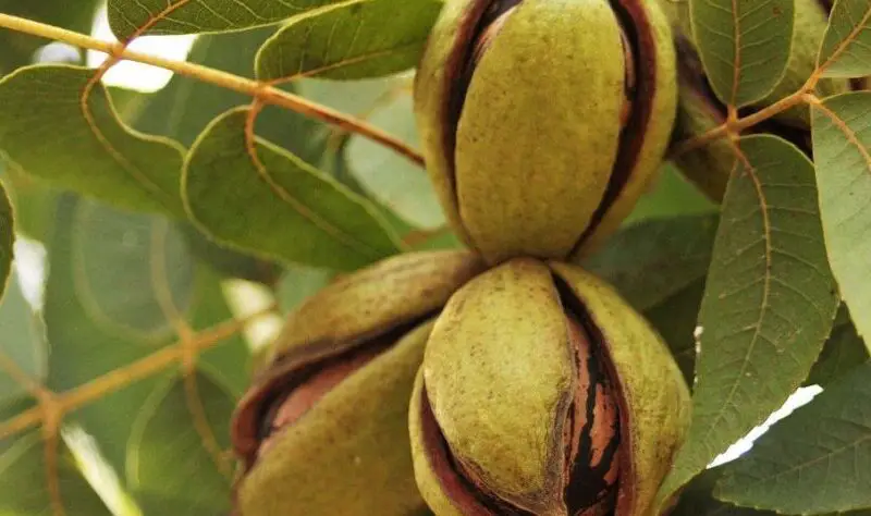plant pecan tree from seed e1618310583753