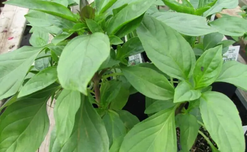 plant thai basil e1618568479903
