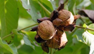plant walnuts e1618257454104