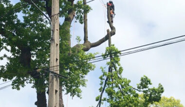 tree power line e1617619175798