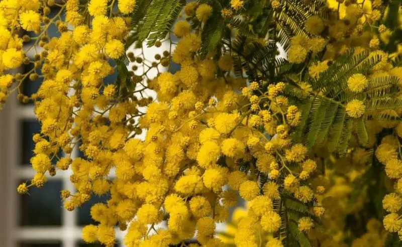 care for mimosa tree e1620736869464