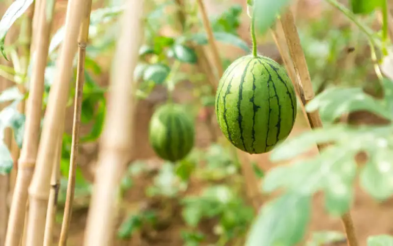 do watermelon grow on treesN