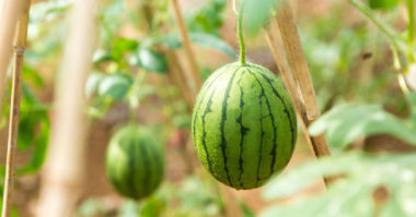 do watermelon grow on treesN e1621784707147