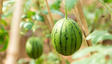 do watermelon grow on treesN e1621784707147