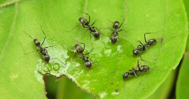 get rid of ants e1620292331575