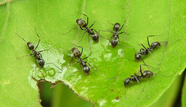 get rid of ants e1620292331575