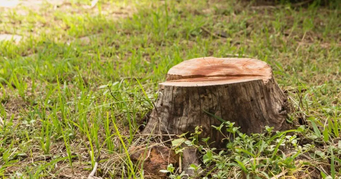 9-ways-to-get-rid-of-tree-roots-after-you-cut-the-tree-solved