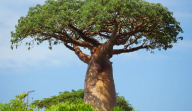 grow baobab tree e1621598336223