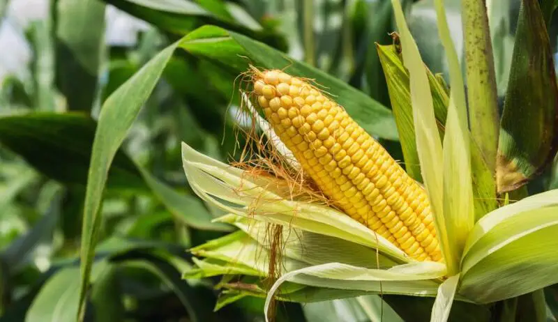 grow corn from kernels e1620292761266