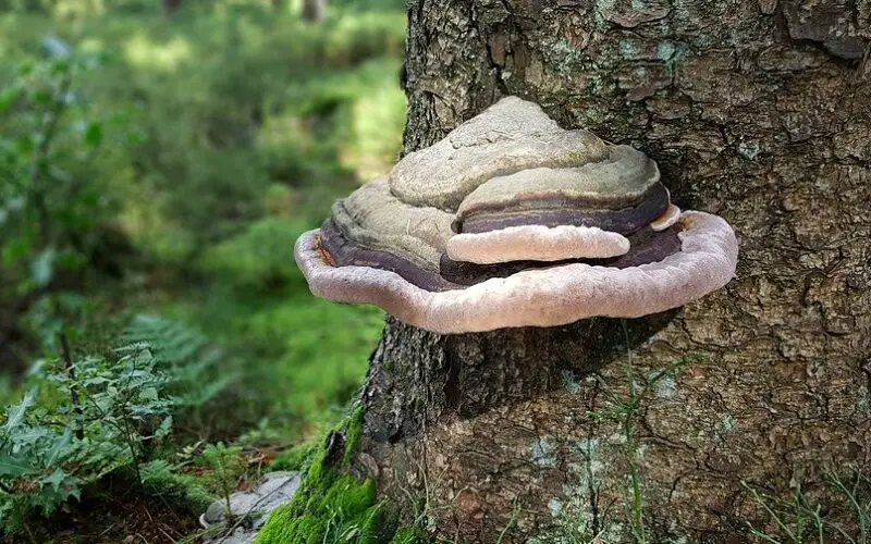 mushrooms grow on trees e1620040131534