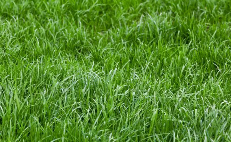 plant bahia grass e1620994567872